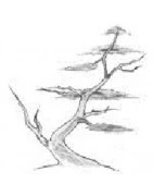 Varieties for bonsai